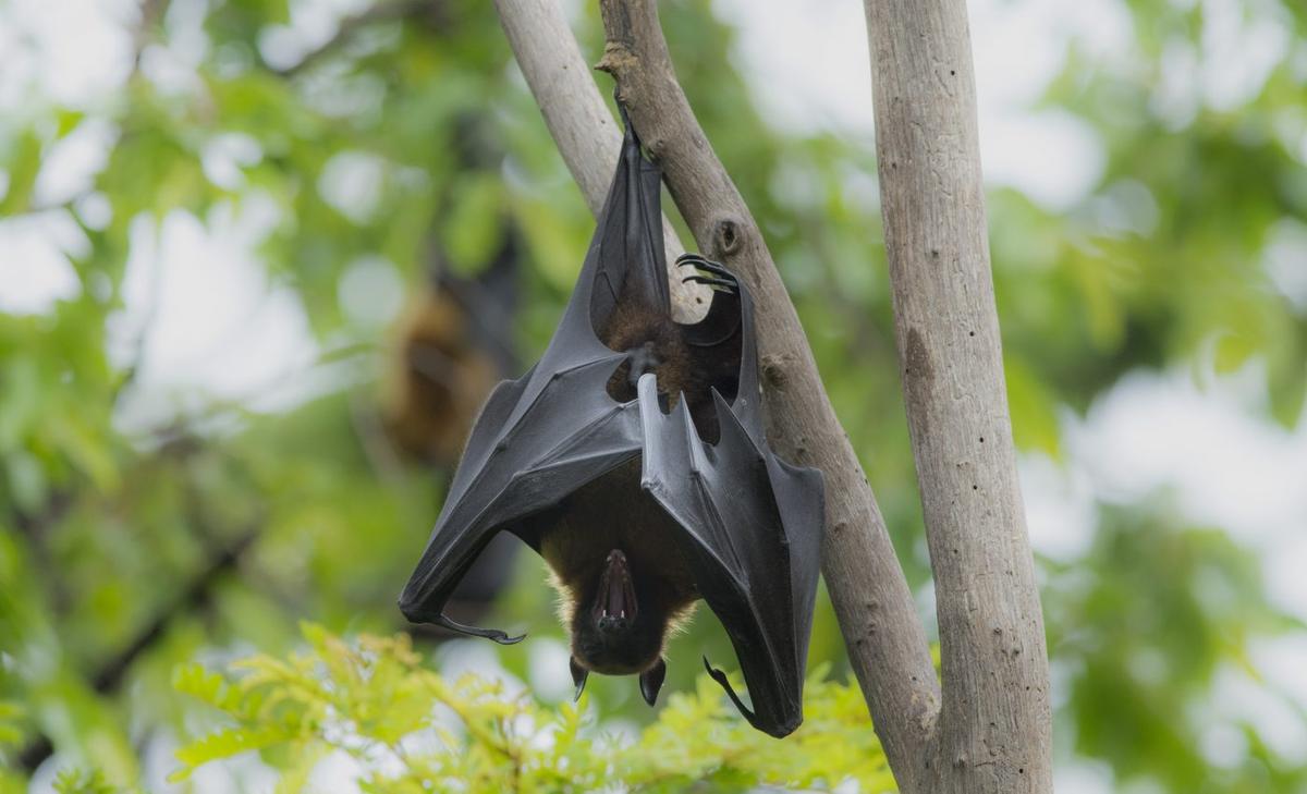 Vampire bats practice social distancing when they feel sick