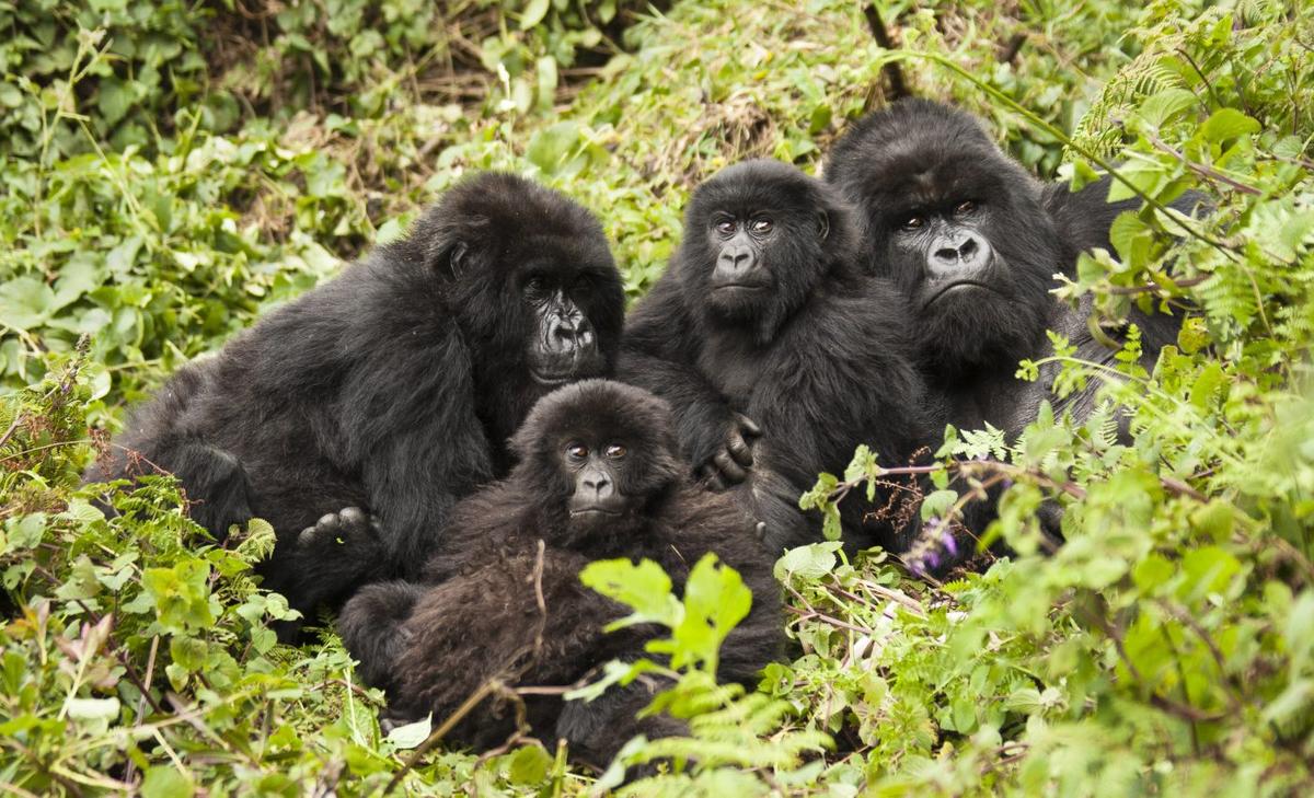 Mountain gorillas are friendly to their neighbors, but this has its limits