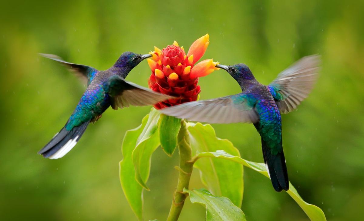 Migratory birds rely on spring greening, which is now changing with the climate
