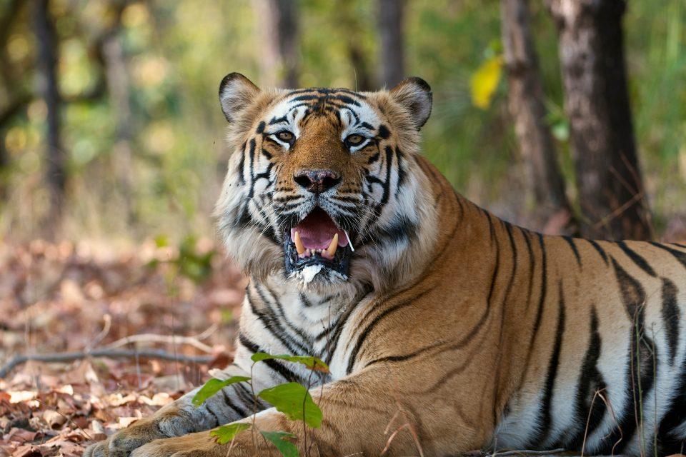 Top predators face the most imminent threat from habitat loss