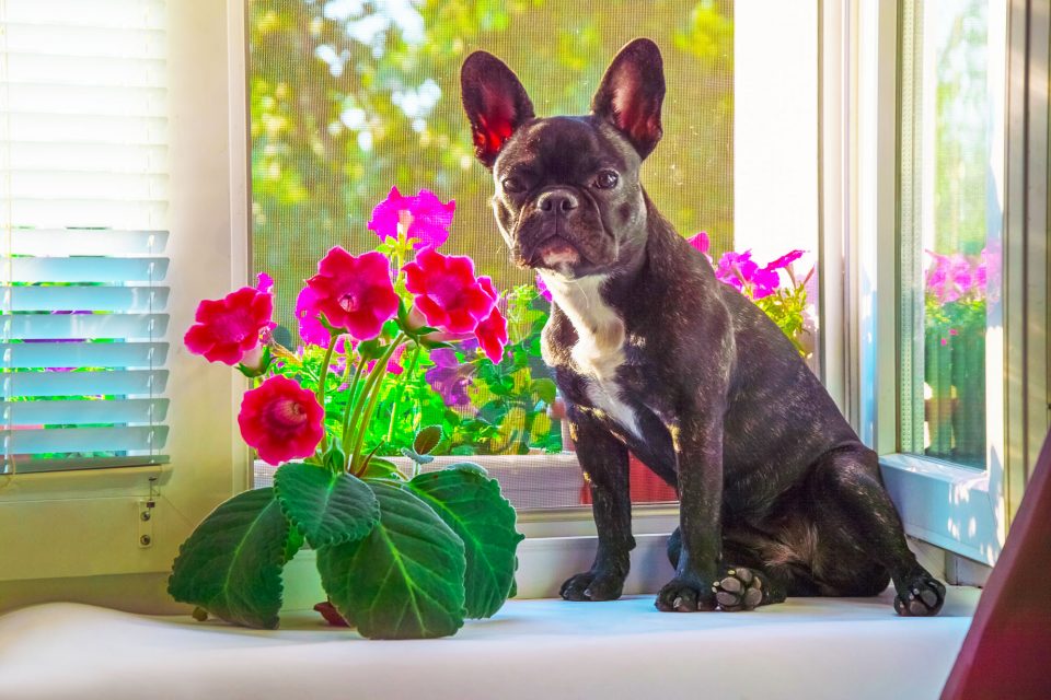 Red Sinningia speciosa admired by French Bulldog