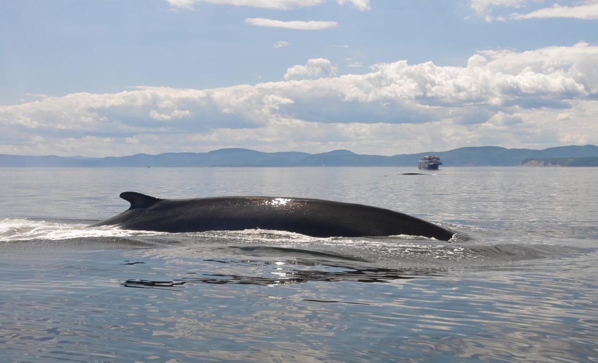 Fin whales pick up on new songs as they migrate