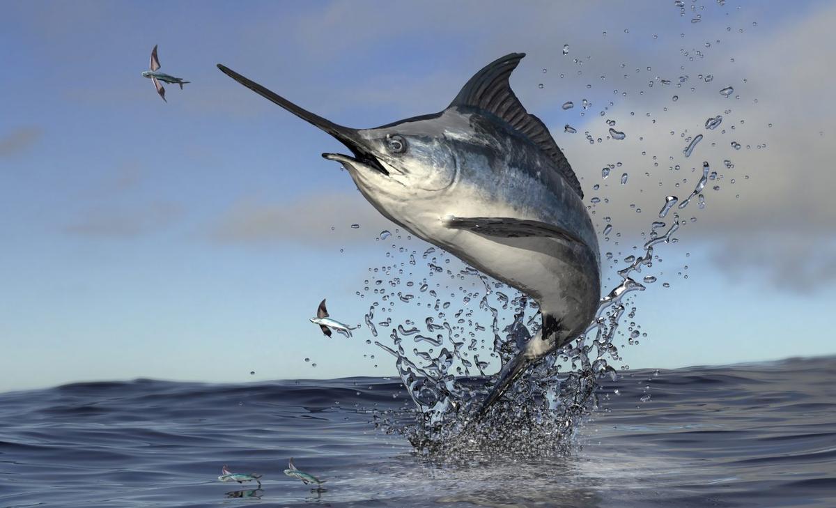 Leaving big fish in the ocean greatly reduces CO2 emissions