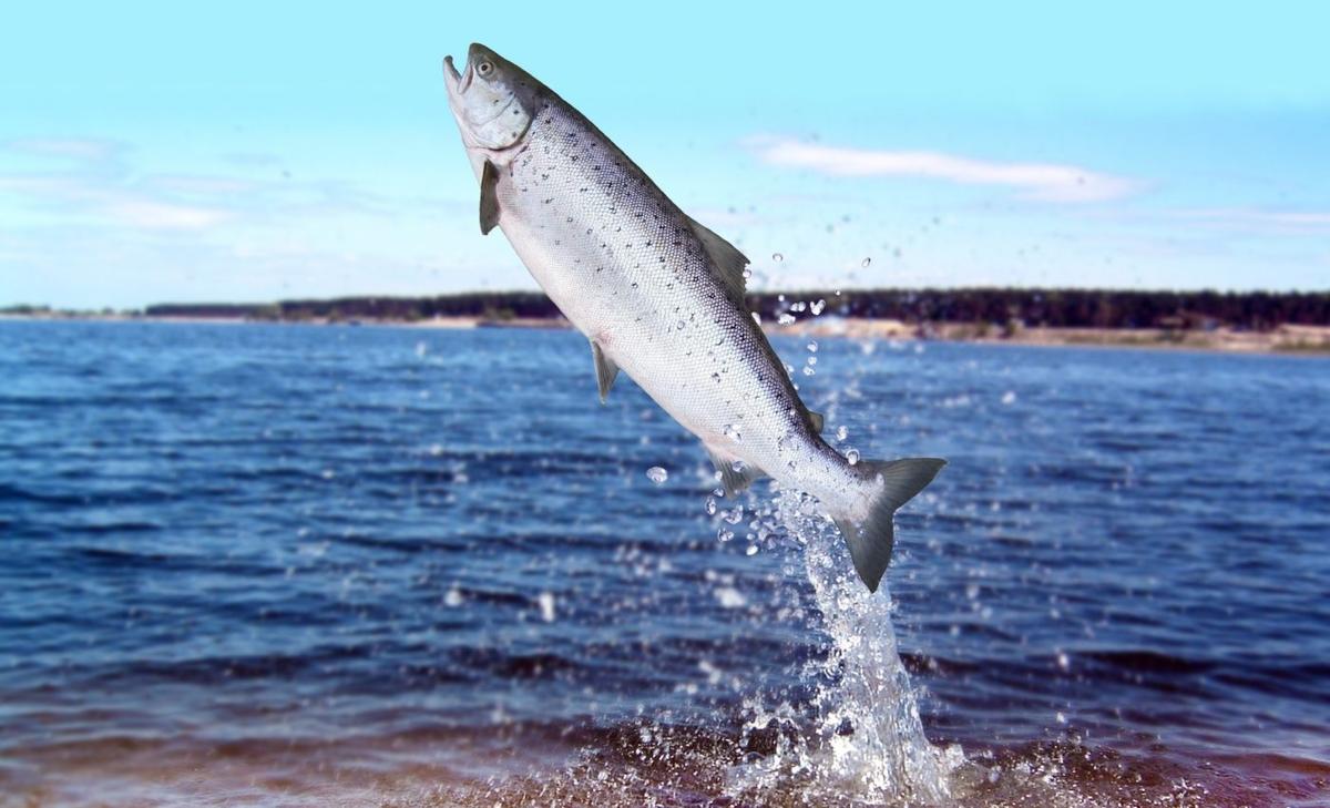 Distinctly different Chinook salmon are part of the same population