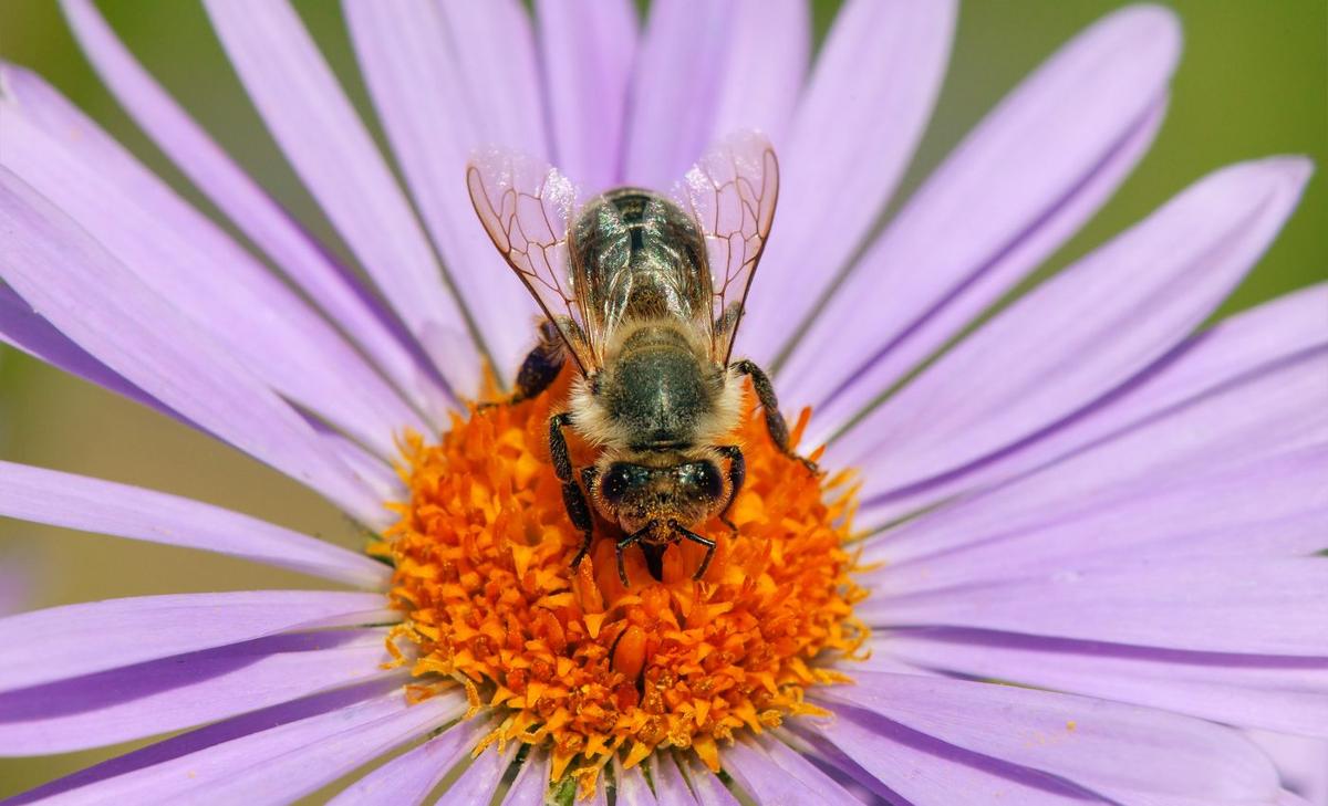 Australian bees adapted their vision to forage at night