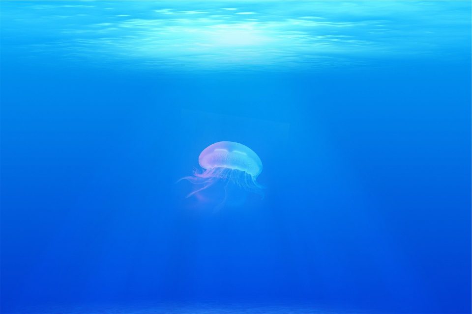 How Much Of The Ocean Have We Discovered?