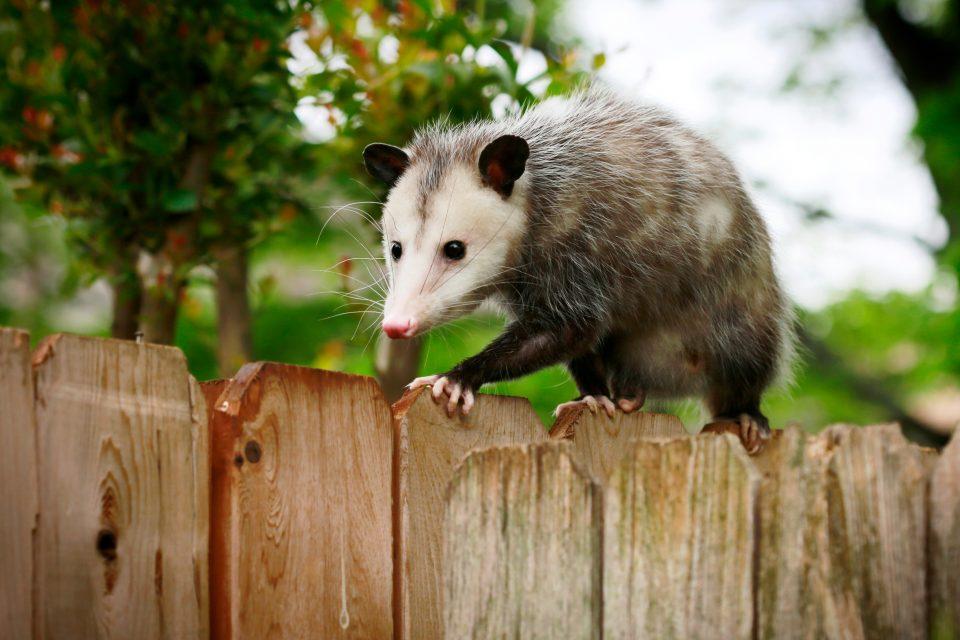 Wild animals are moving to the suburbs