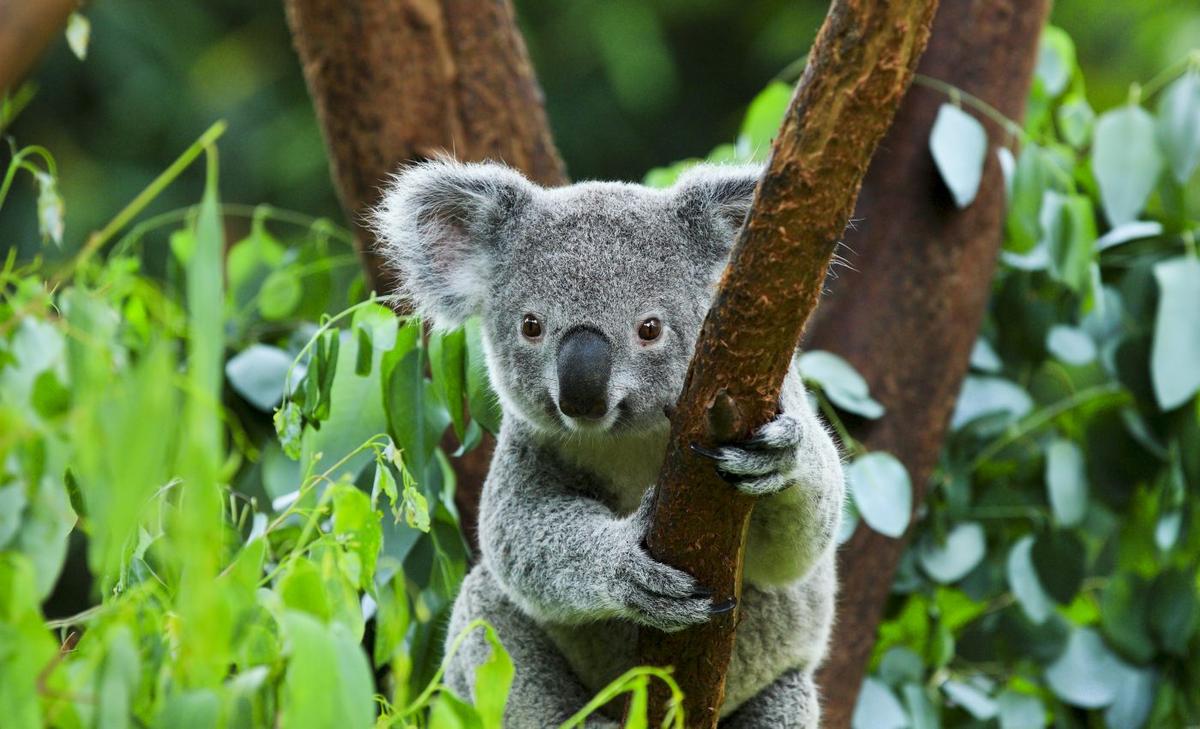 Human development has the biggest impact on dwindling koala populations