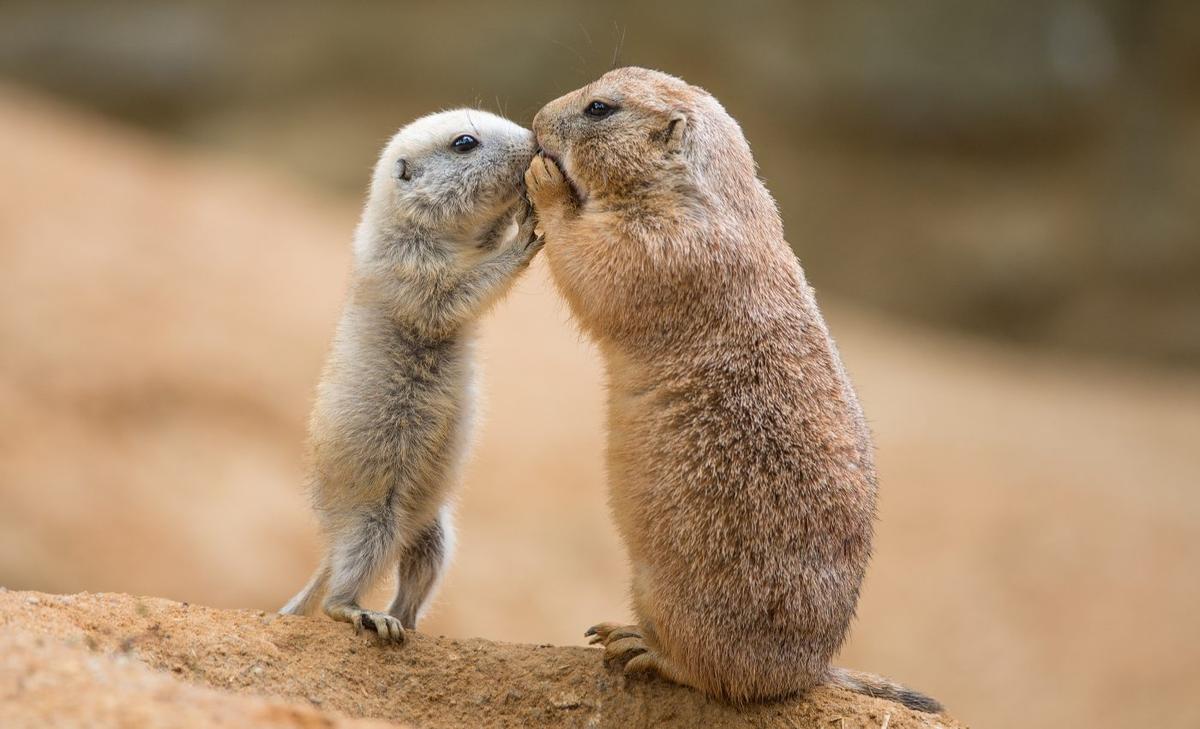 Mammal social behavior dates back to the Age of Dinosaurs