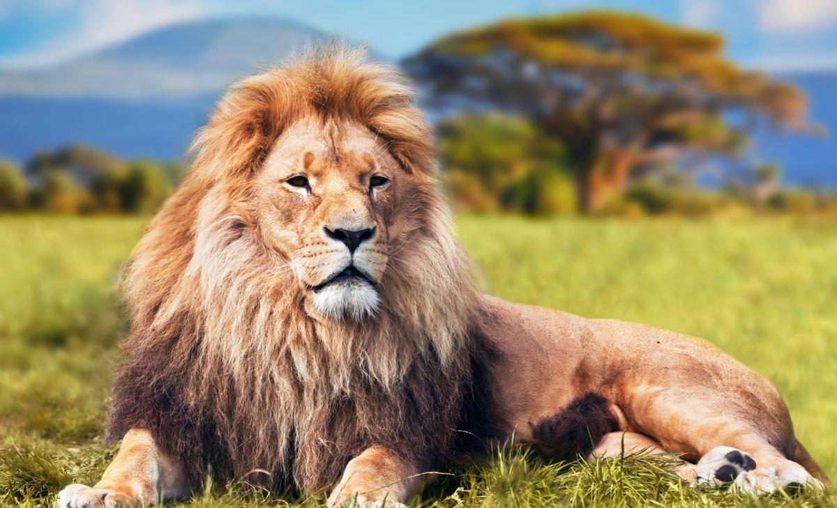 Human development has impacted the genetic diversity of lions