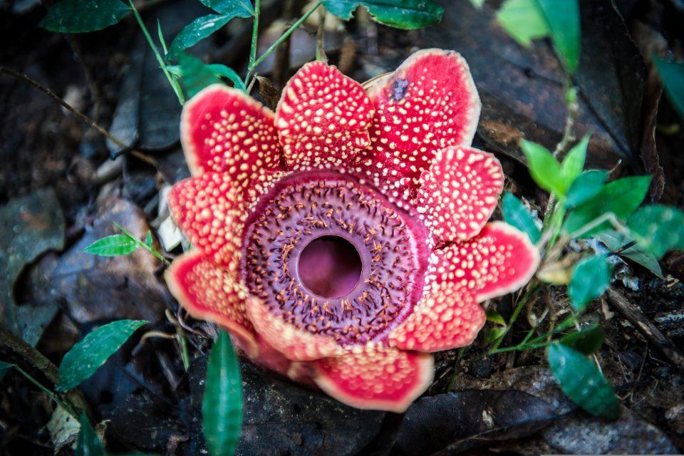 Parasitic plants depend on the hormone ethylene to launch an attack