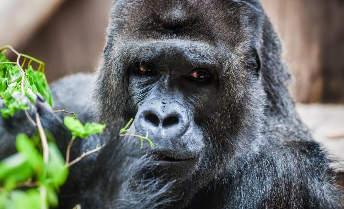 Violent clashes have lowered the Virunga gorilla population