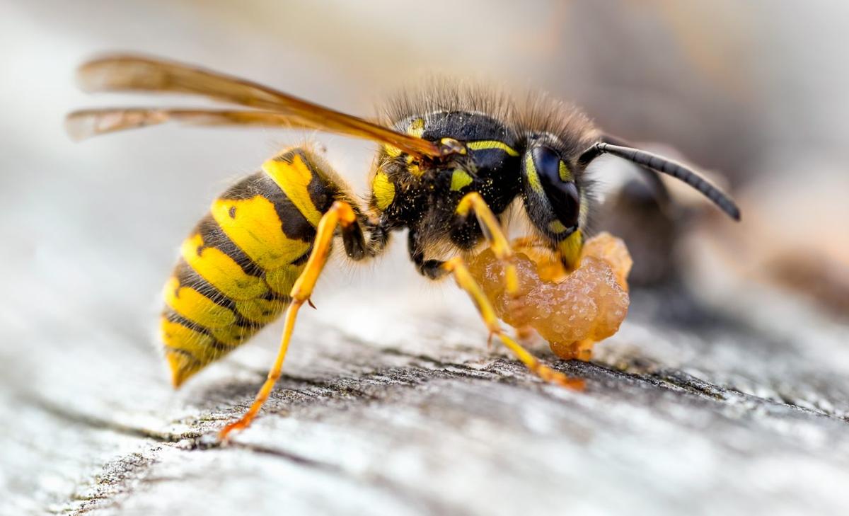 Study reveals the origin of spiders, bees, and other true arthropods
