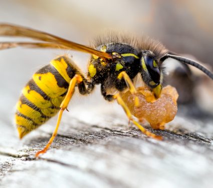 shutterstock_12651768072.jpg