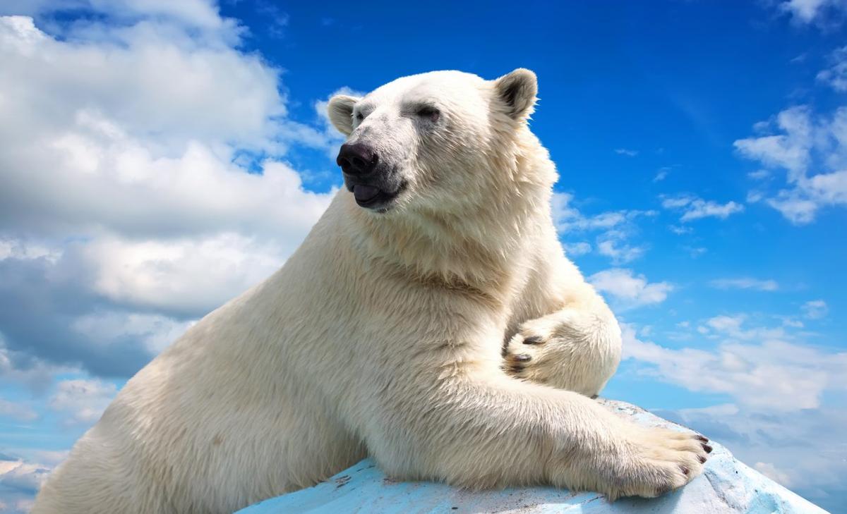 Arctic animals are changing their behavior in a warming climate