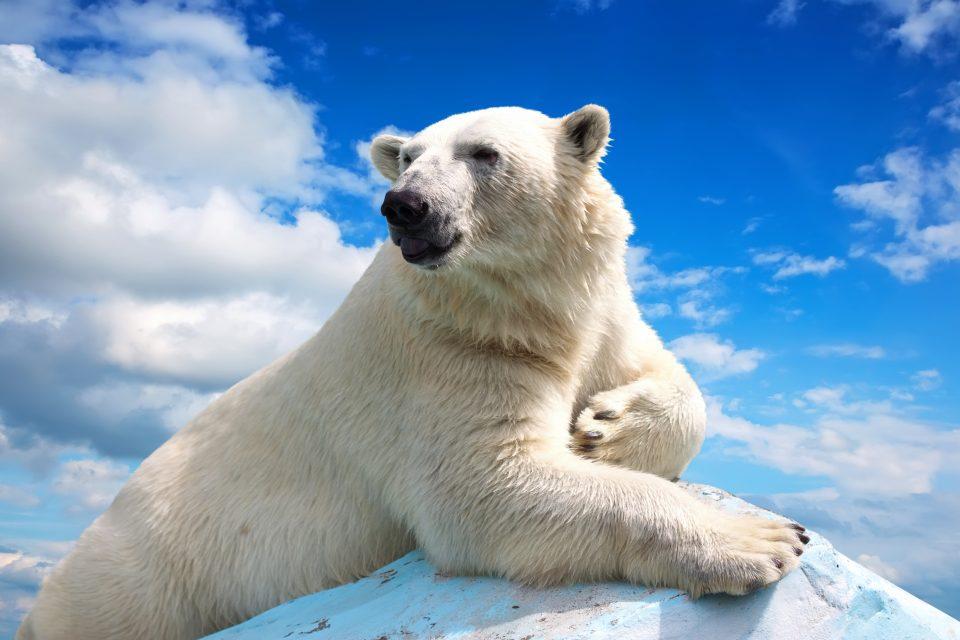 Arctic animals are changing their behavior in a warming climate