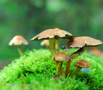 shutterstock_373411994.jpg