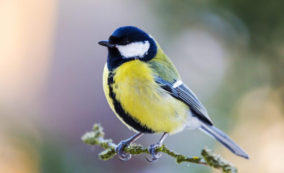 Great tits can adapt to climate change, but only to a point