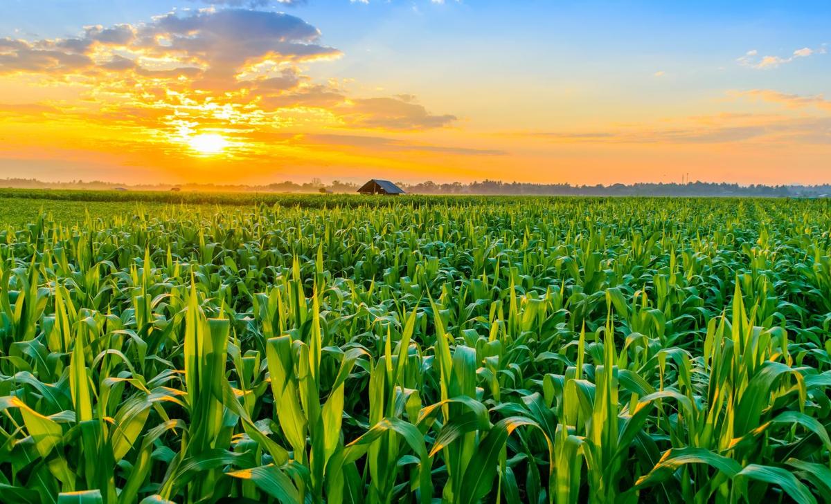 Increasing plant biodiversity reduces the need for pesticides