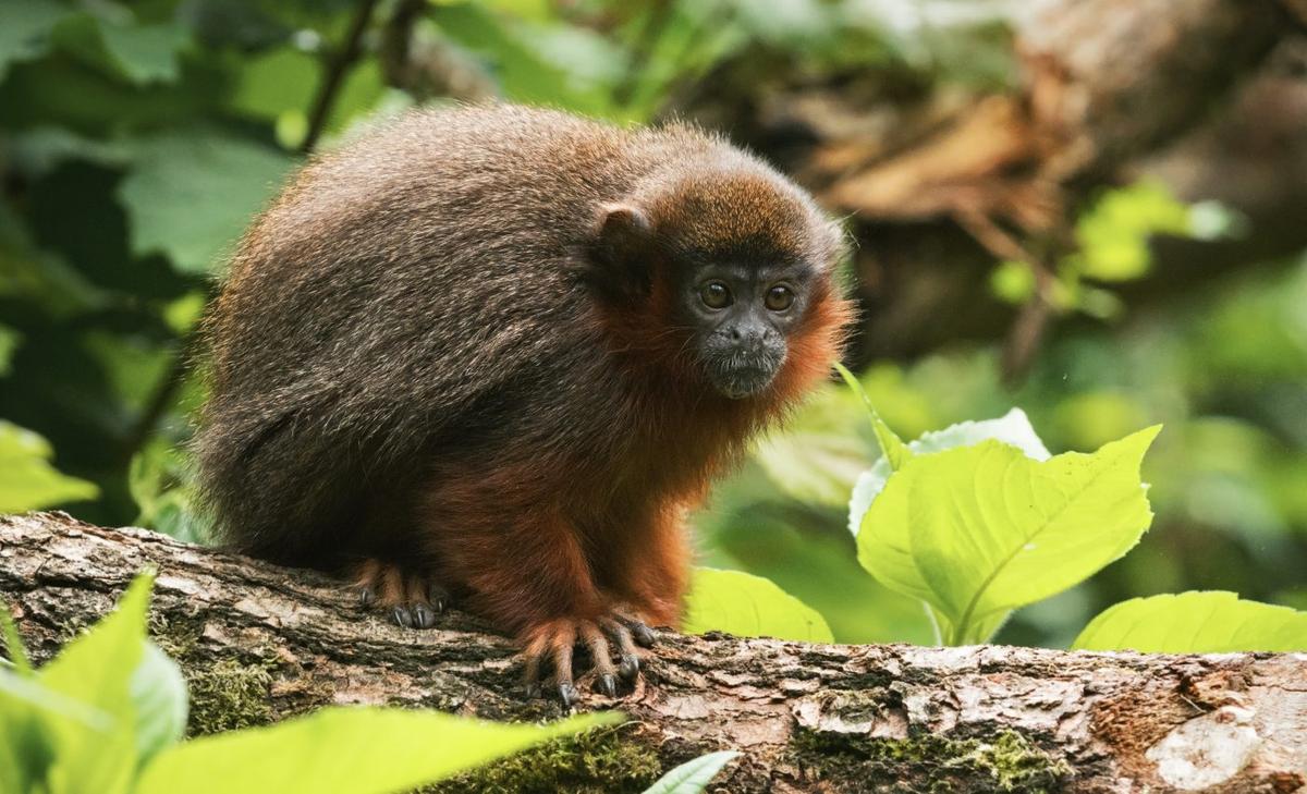 Coppery titi monkeys are loyal and faithful to their partners