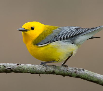 shutterstock_1222196344.jpg