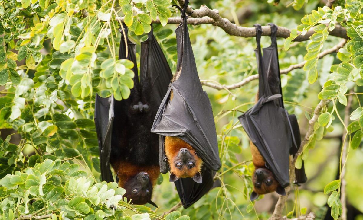 Bats have superior acoustic perception, but still fly into walls