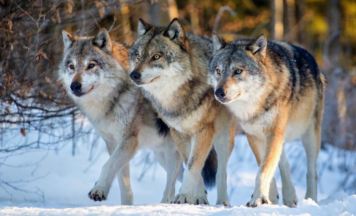 DNA can help predict ecosystem changes when animals are reintroduced