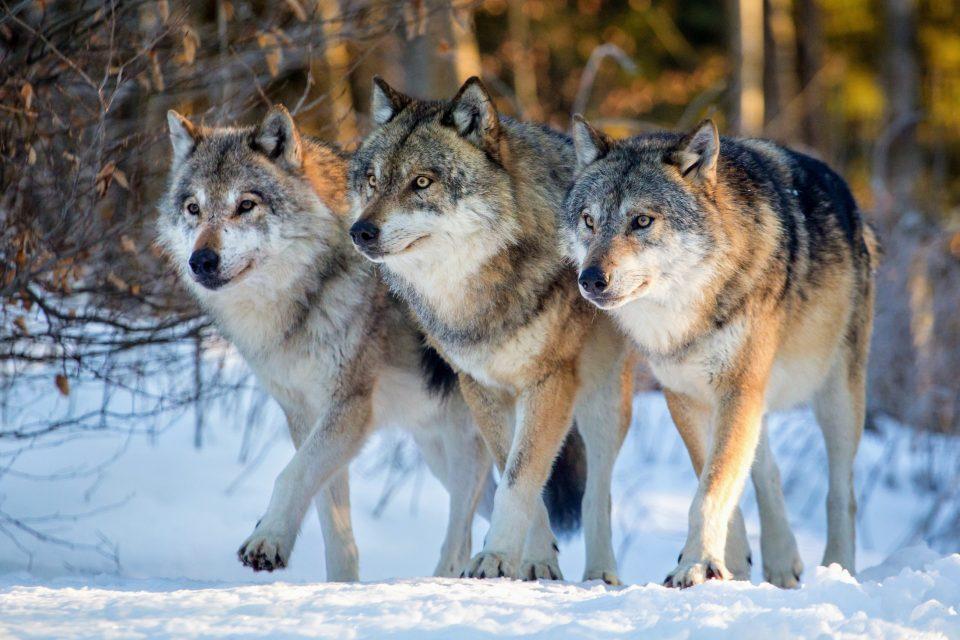 DNA can help predict ecosystem changes when animals are reintroduced