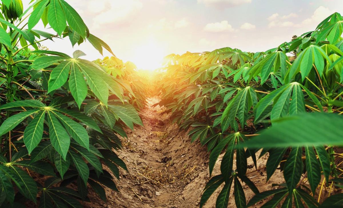 Cassava plants will thrive as CO2 levels rise