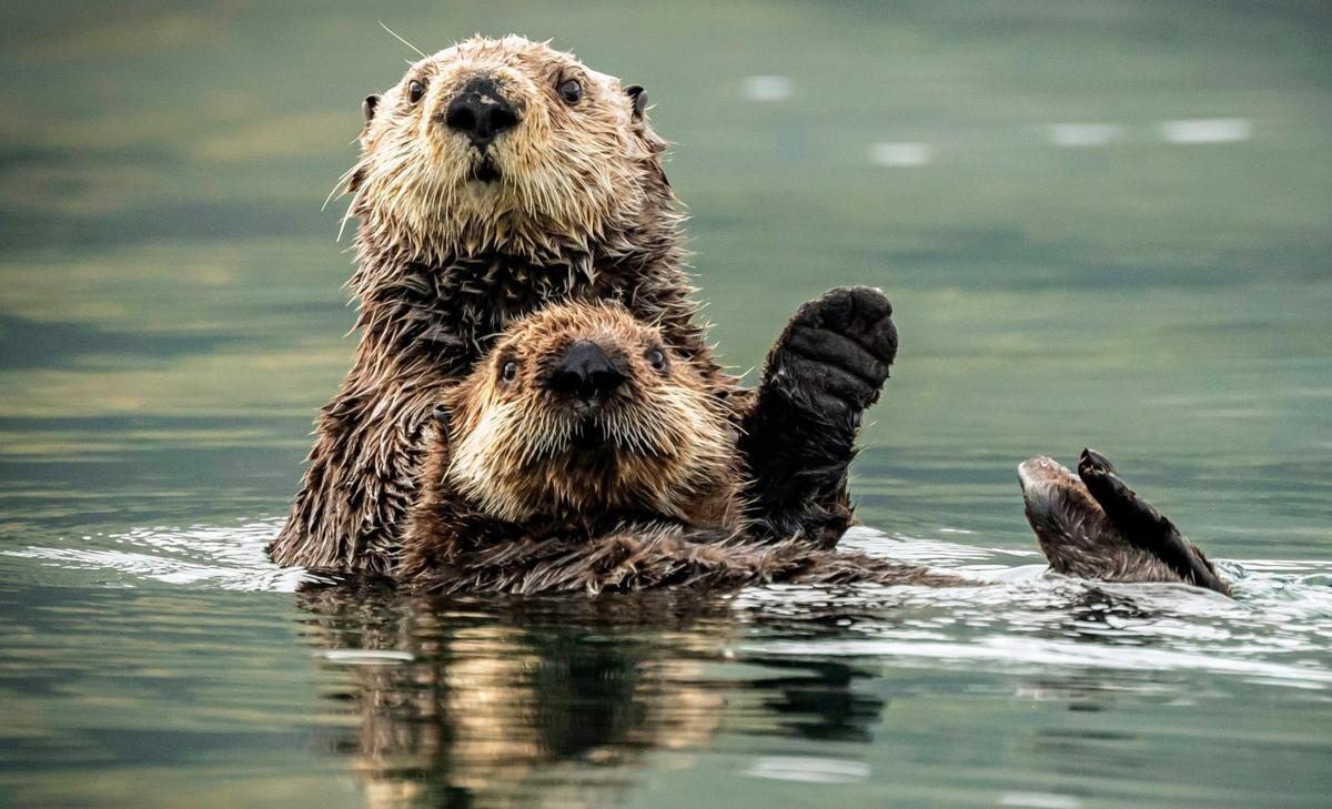 Otters can count on their friends to gain access to food