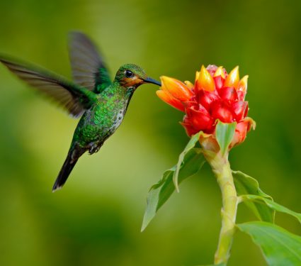 shutterstock_3623373202.jpg