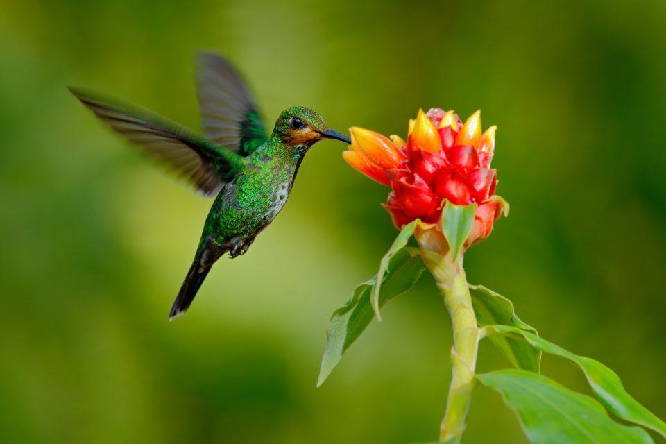 Migratory animals live faster and die younger than their relatives