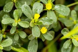 Purslane,Or,Common,Purslane,,Medicinal,Properties.