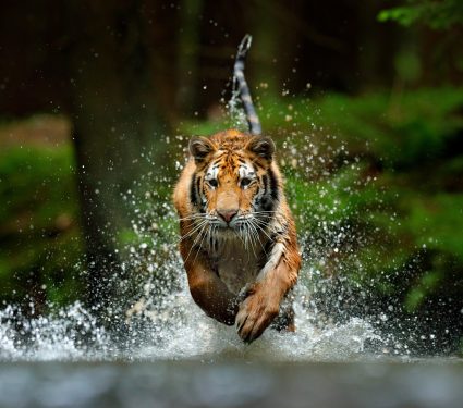 shutterstock_17086116612.jpg