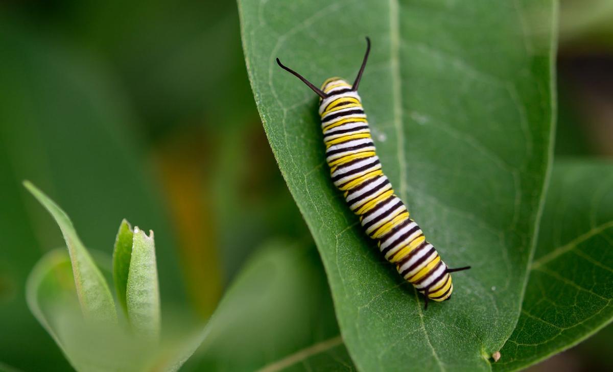 Monarch caterpillars resort to headbutting when food is limited
