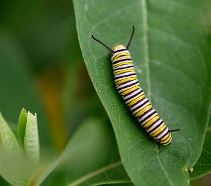 shutterstock_16878822942.jpg