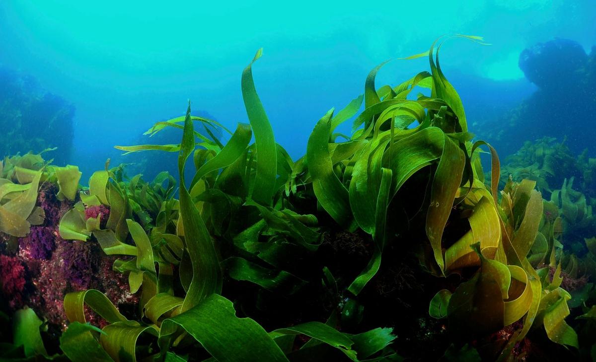 Can kelp forests protect the coastal environment from ocean acidification?