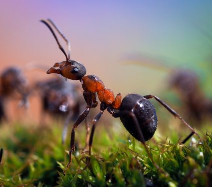 ants-eat-stomach-acid.jpeg