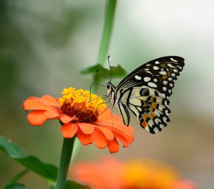 shutterstock_146293514_628028142711.jpg
