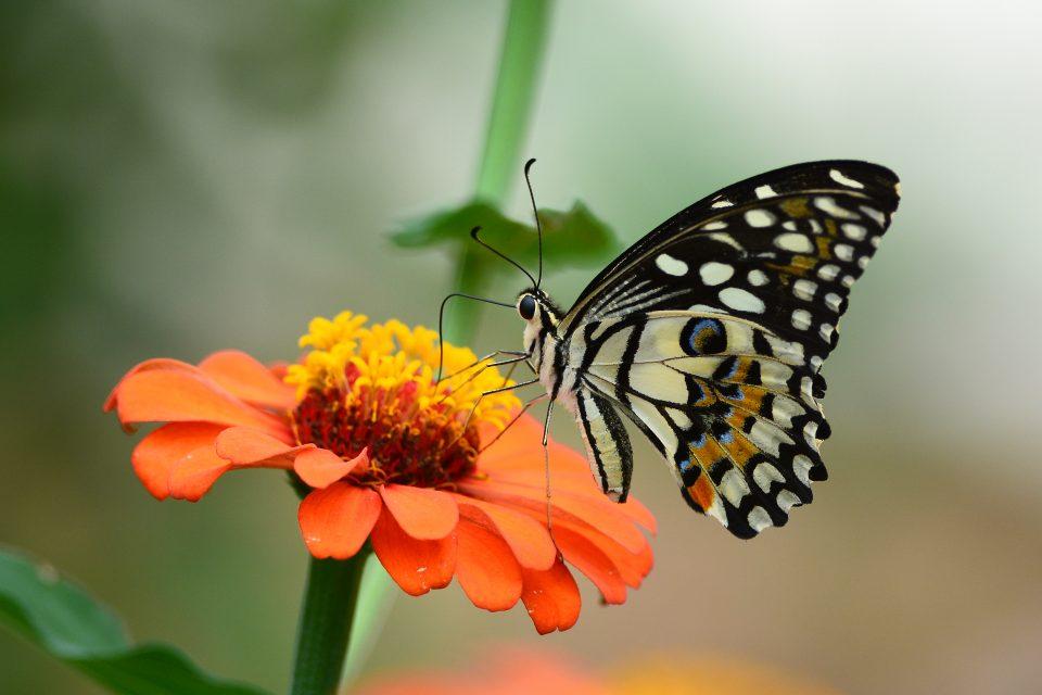 Plant and pollinator connections become stronger after wildfires