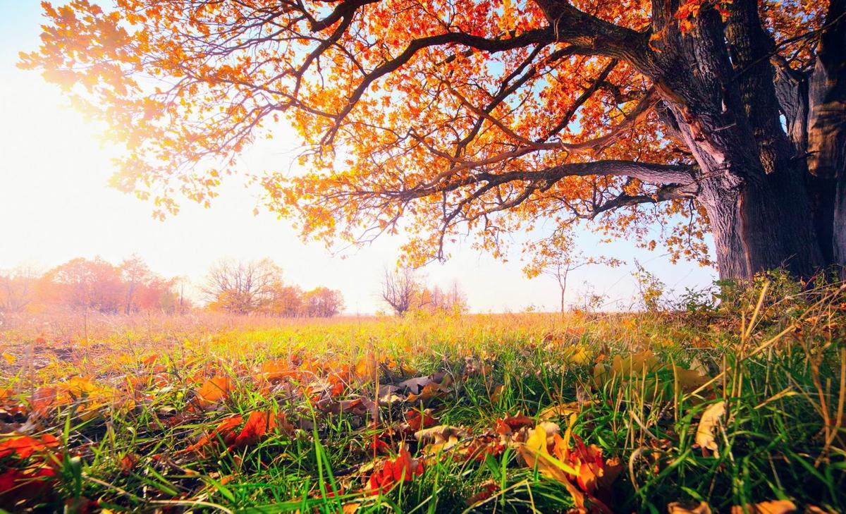 Temperate trees will soon lose their leaves earlier in the season