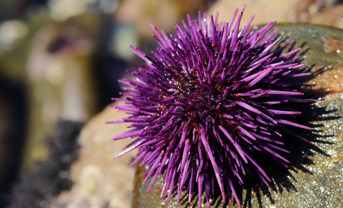 Microplastic pollution causes deformities in sea urchins