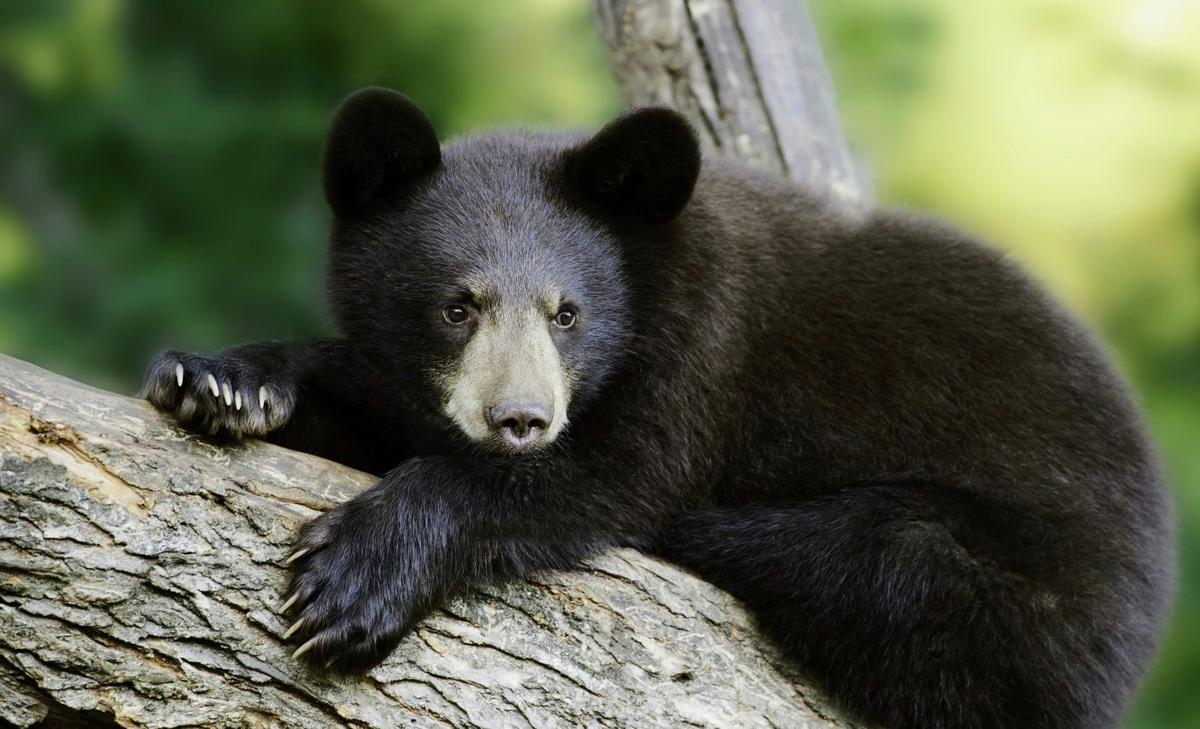 Black bears have a surprisingly simple gut microbiome