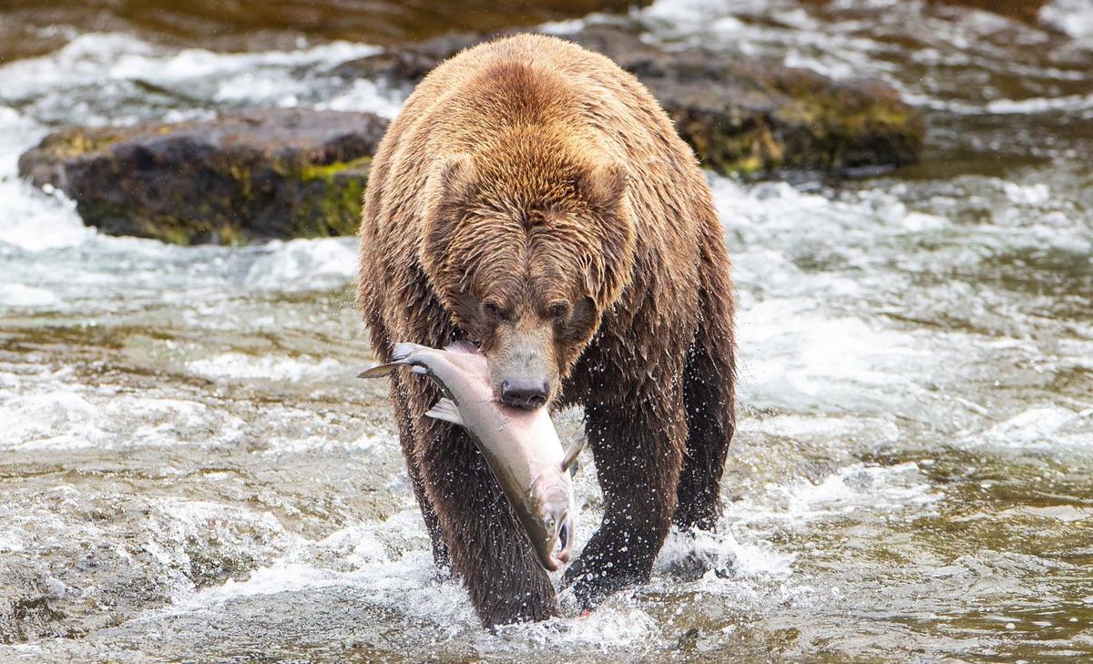 What is killing coho salmon in urban streams?
