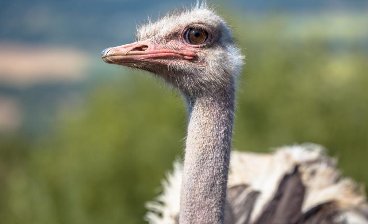 Flightless birds would be four times as diverse if not for humans