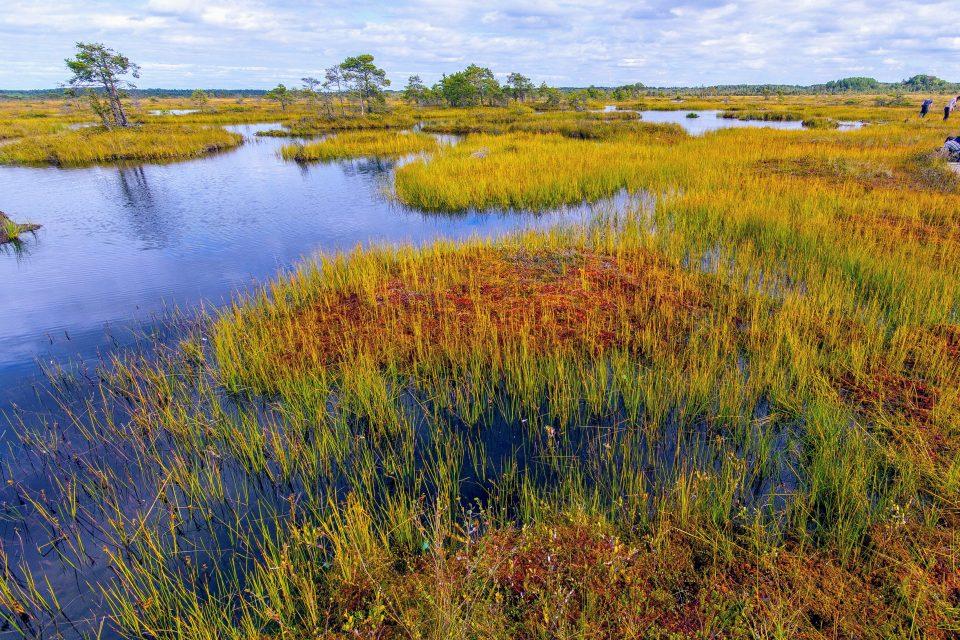 Peatlands could release more than 100 billion tons of carbon this century