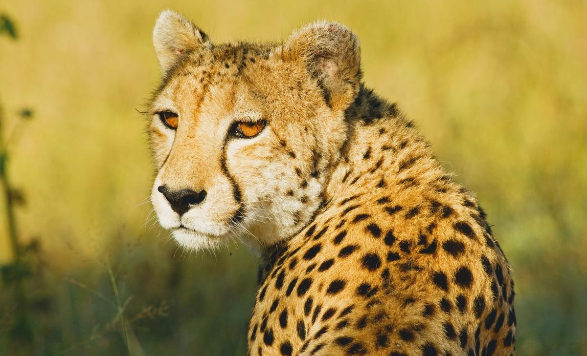 Using a real-world laboratory to resolve cheetah-farmer conflict