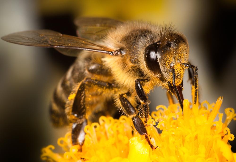 Honey bees use animal poop to deflect deadly hornet attacks