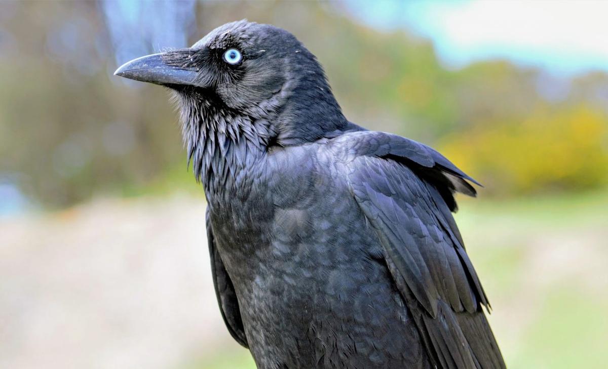 Ravens have sophisticated cognitive skills at four months old