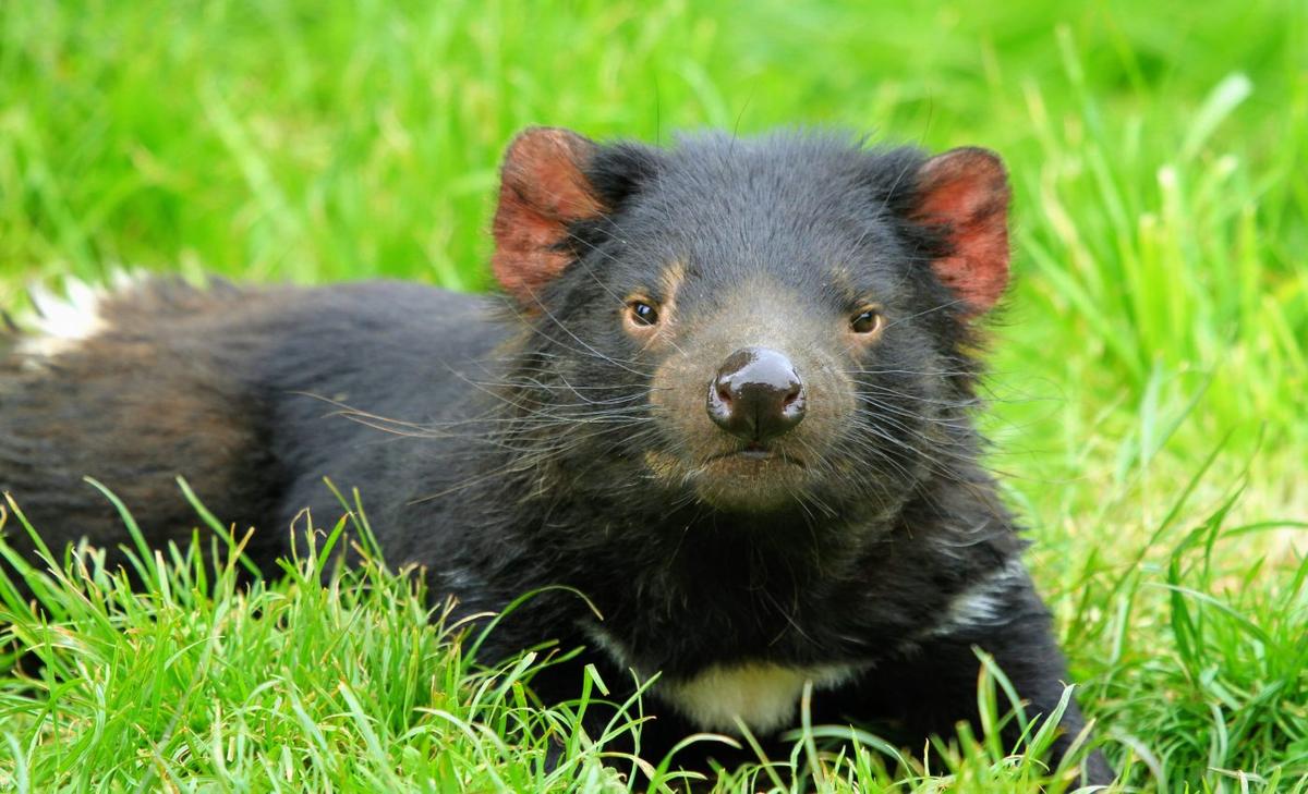 Tasmanian devils are overcoming a deadly pandemic